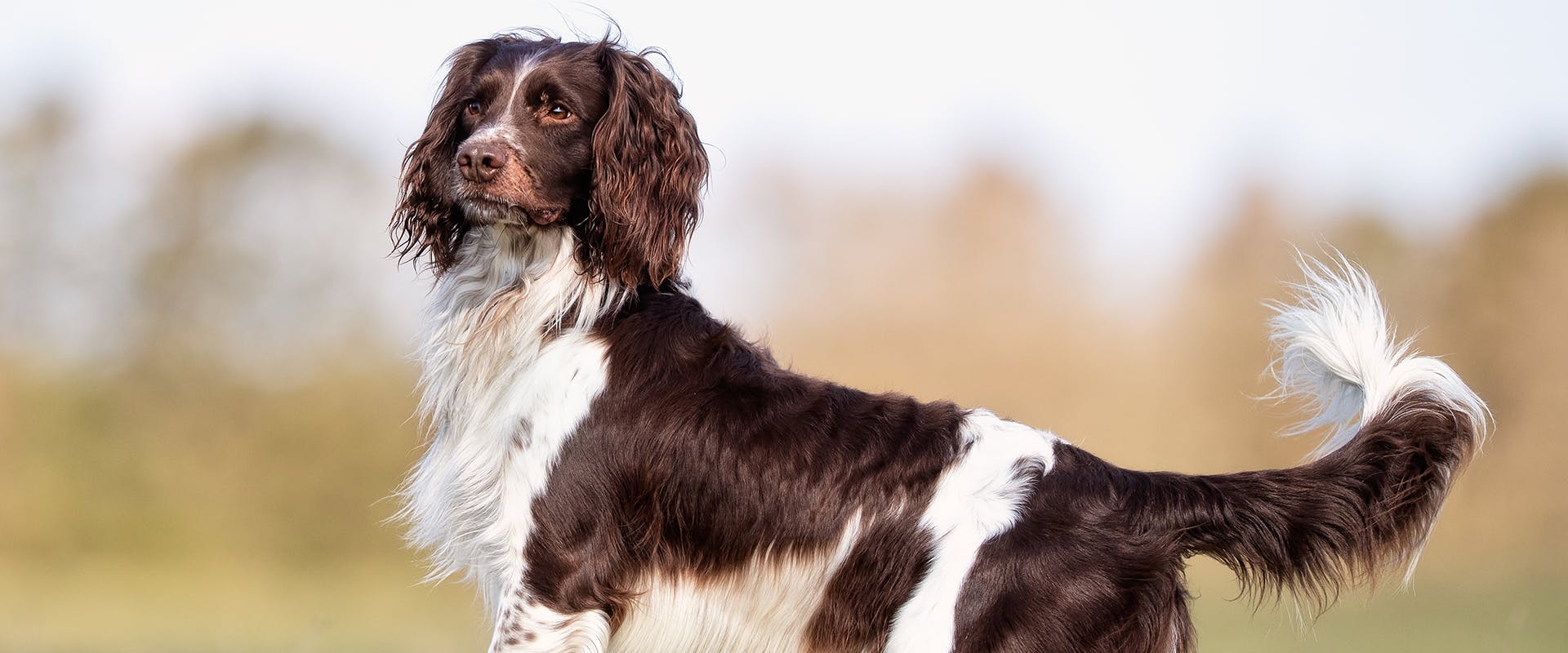 Cocker spaniel springer hot sale spaniel